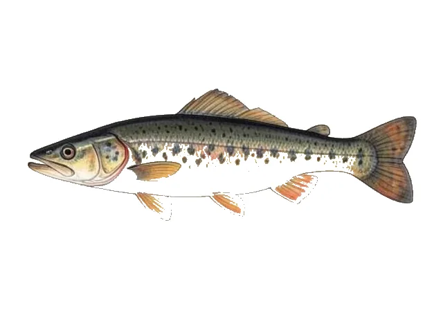 Black River Madtom field guide illustration