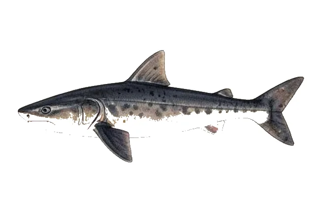 Black Roughscale Catshark field guide illustration