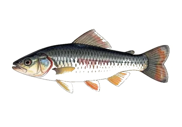 Black-spot Barb field guide illustration