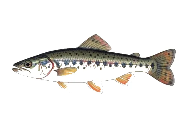 Blackbanded Darter field guide illustration