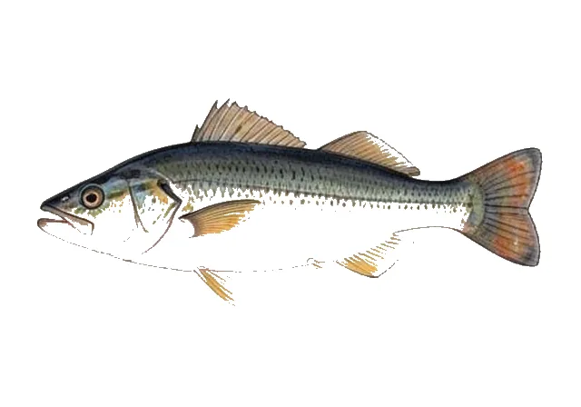 Blackcheek Tonguefish field guide illustration