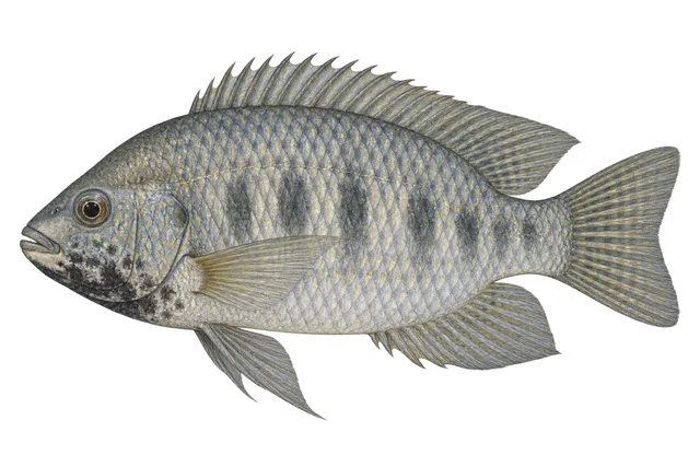 Blackchin Tilapia field guide illustration