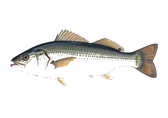 Blackfin Snapper field guide illustration