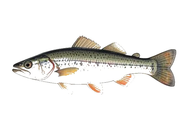 Blackmouth Shiner field guide illustration