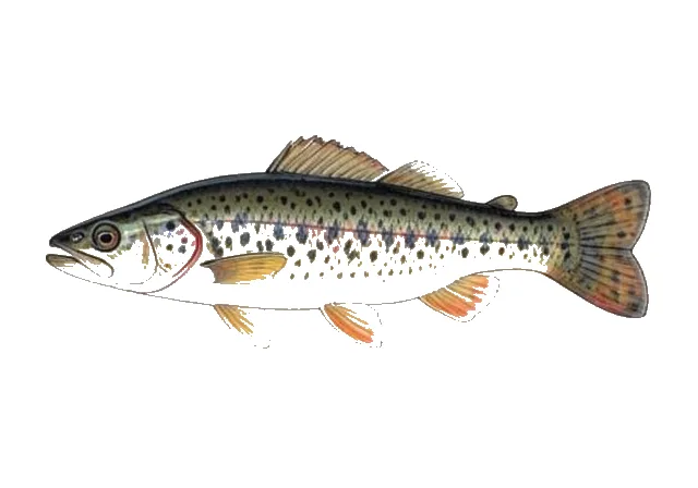 Blackside Darter field guide illustration