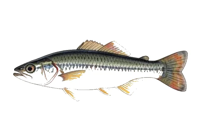 Blackspot Shiner field guide illustration
