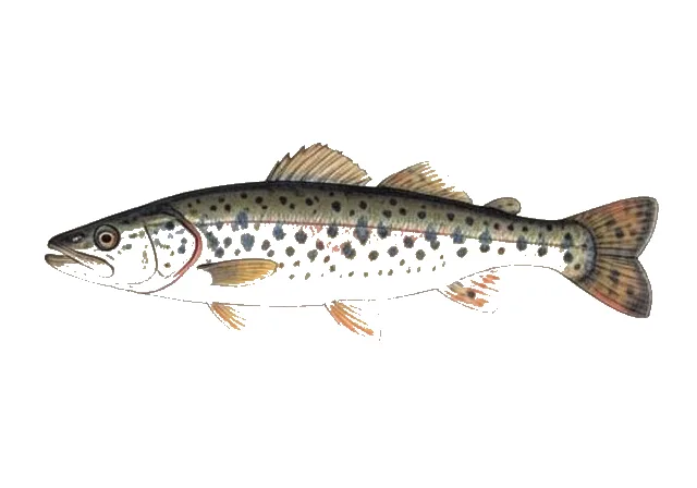 Blackspotted Stickleback field guide illustration