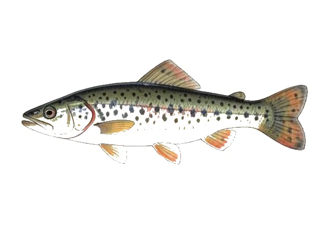 Illustration of Blackspotted Topminnow