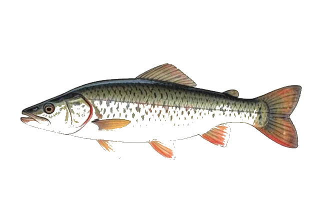 Blacktail Redhorse field guide illustration