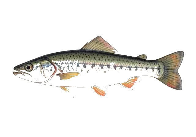 Blacktail Shiner field guide illustration