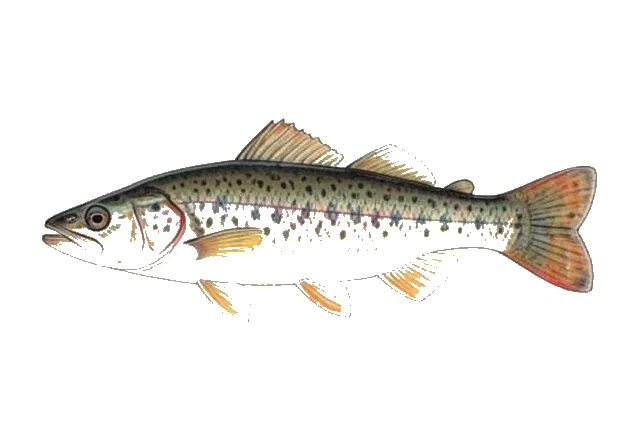 Bloodfin Darter field guide illustration