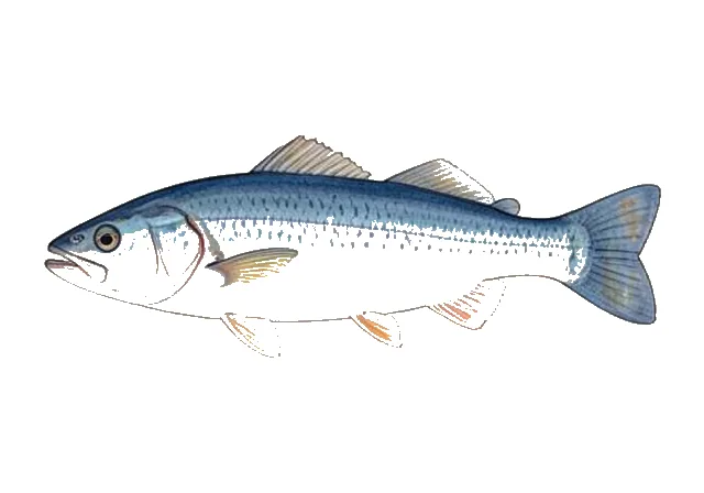 Blue Chub field guide illustration