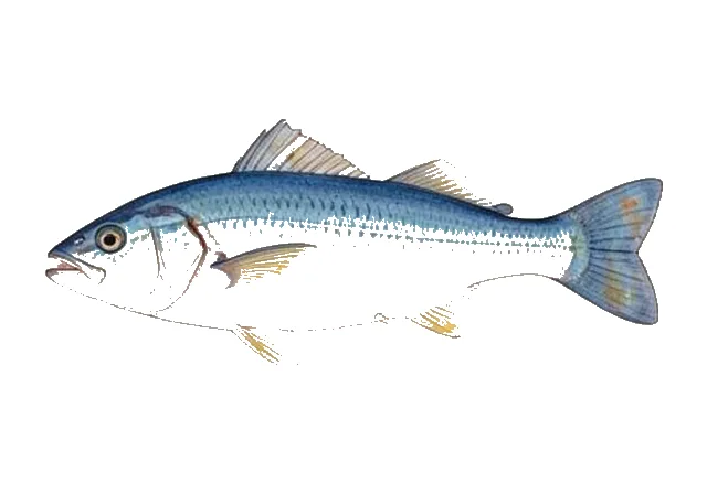 Blue Goatfish field guide illustration