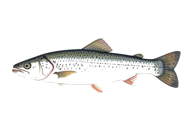 Blueback Herring field guide illustration