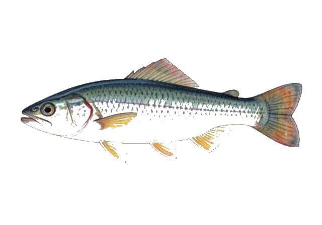 Blueface Darter field guide illustration