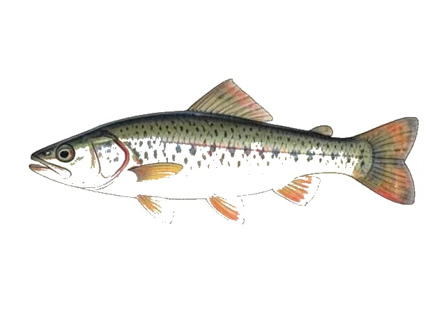 Bluegrass Darter field guide illustration
