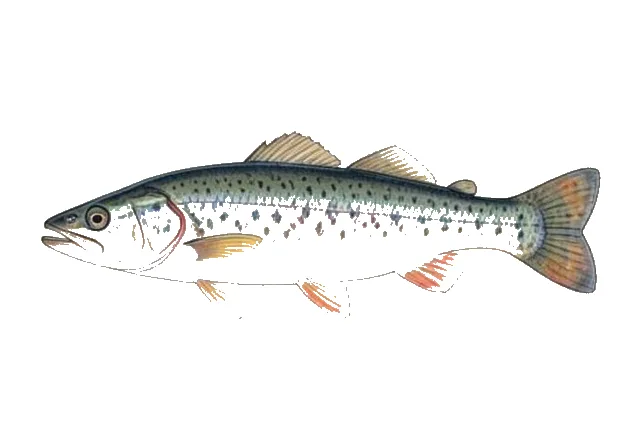 Bluehead Chub field guide illustration