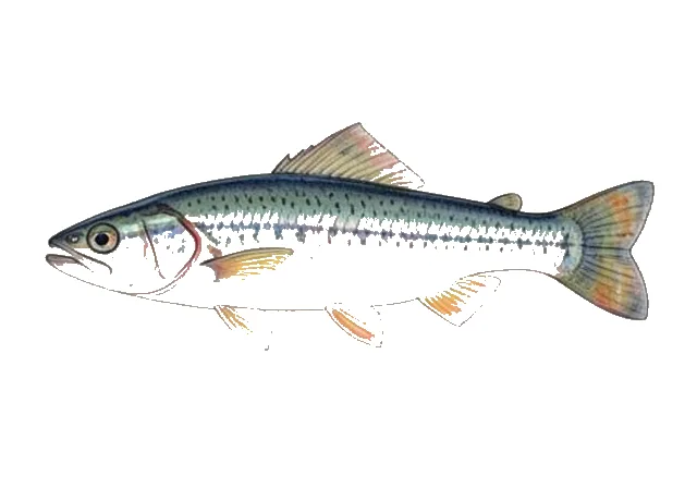 Bluehead Shiner field guide illustration