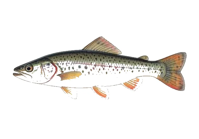 Bluntnose Darter field guide illustration