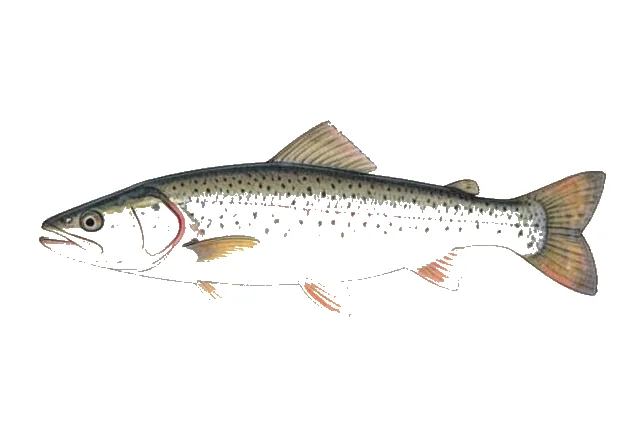 Bonneville Whitefish field guide illustration