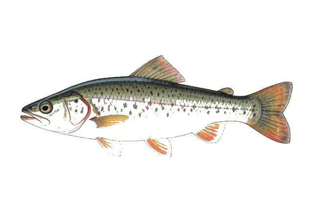 Boulder Darter field guide illustration