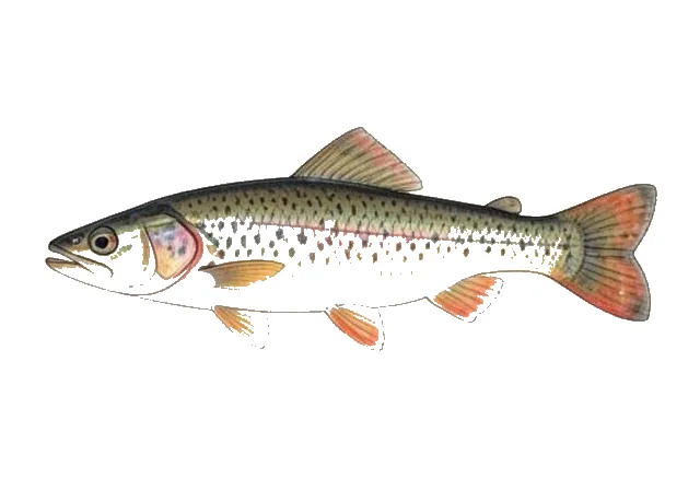 Brassy Minnow field guide illustration