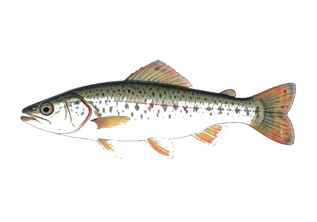 Bridled Darter field guide illustration