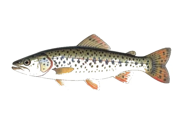 Broadstripe Topminnow field guide illustration