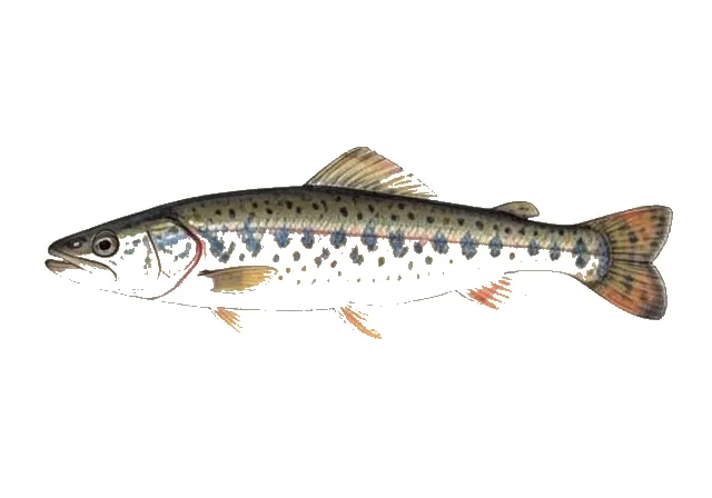 Brook Stickleback field guide illustration