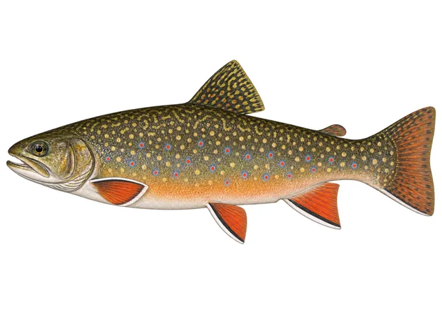 Brook Trout field guide illustration