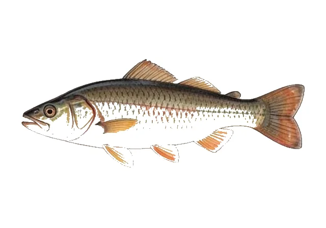 Brown Hoplo field guide illustration