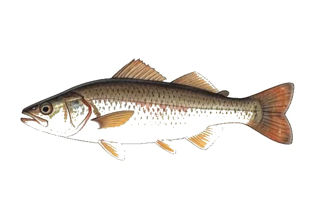Brown Leatherjacket field guide illustration