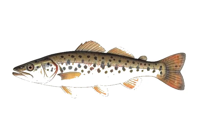 Brown Madtom field guide illustration