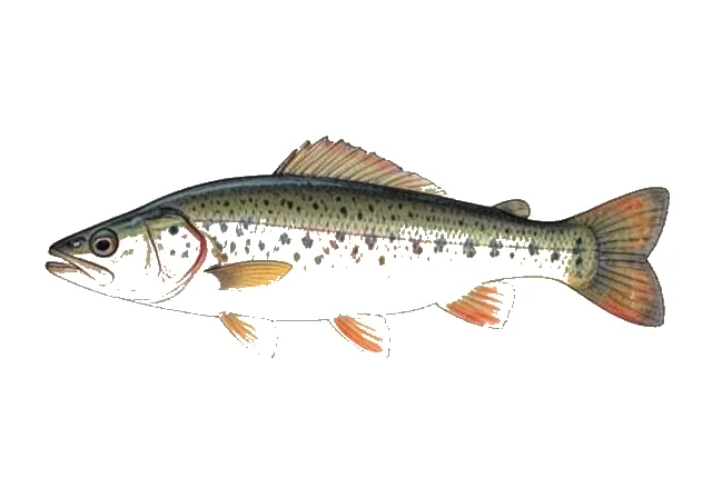 Buffalo Darter field guide illustration