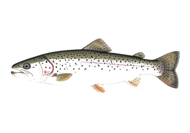Bull Trout field guide illustration