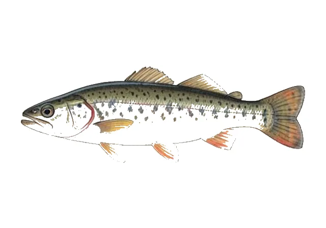 Burrhead Chub field guide illustration