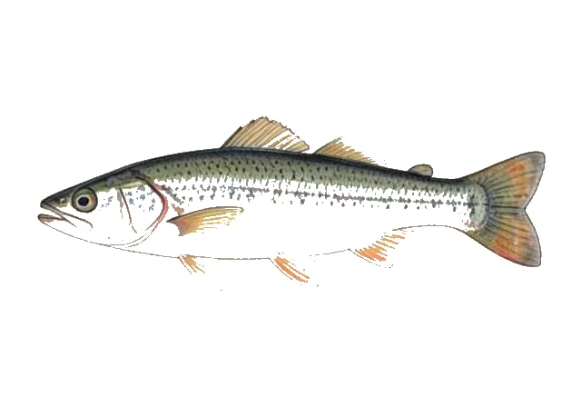 Burrhead Shiner field guide illustration
