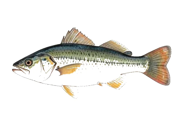 Butterfly Peacock Bass field guide illustration