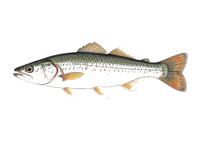Illustration of California Roach