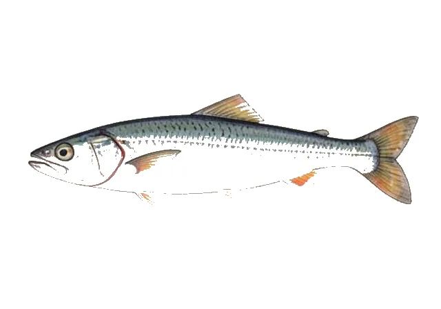 Camiguana Anchovy field guide illustration