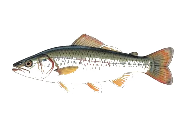 Candy Darter field guide illustration