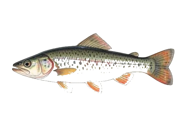 Caney Fork Darter field guide illustration