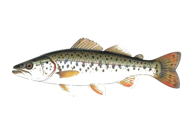 Carolina Darter field guide illustration