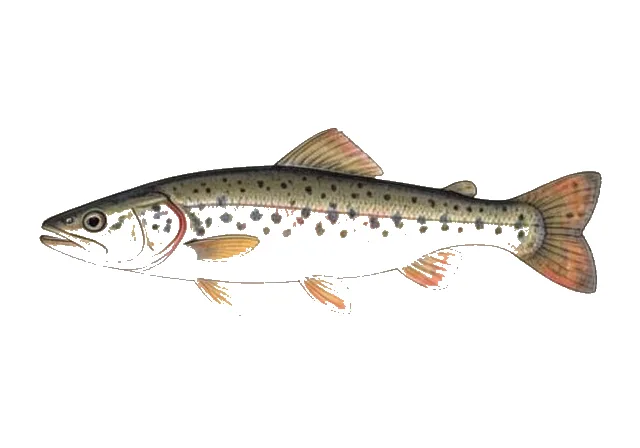 Carolina Madtom field guide illustration