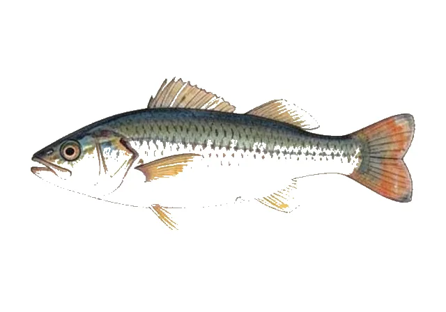 Carolina Pygmy Sunfish field guide illustration