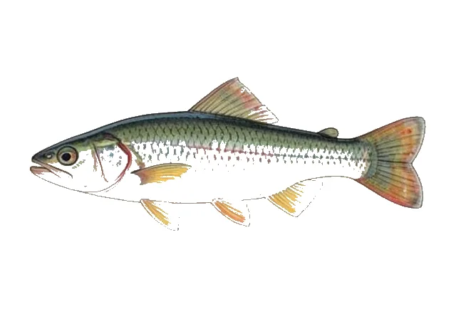 Central Greenside Darter field guide illustration