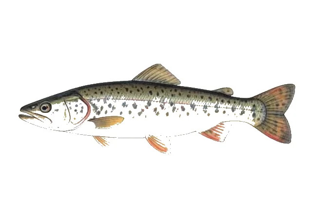 Central Mudminnow field guide illustration