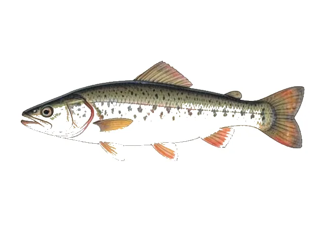 Illustration of Central Stoneroller