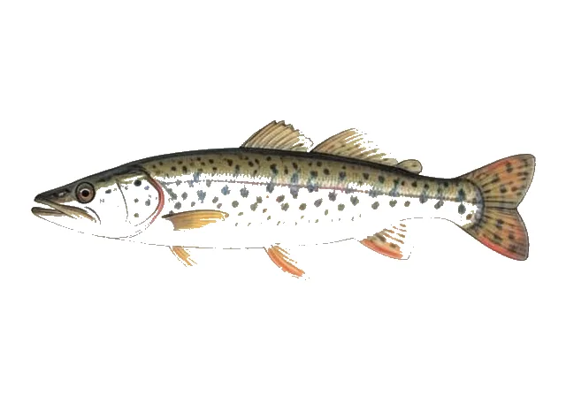 Chain Pickerel field guide illustration