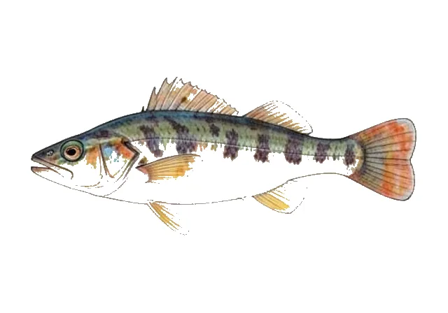 Chameleon Goby field guide illustration